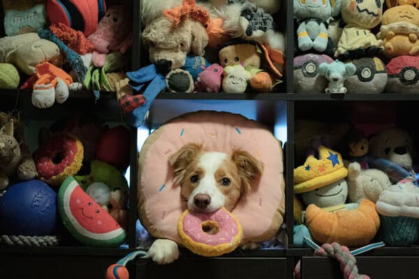 A dog looking at colorful toys while a researcher holds a clicker and treats, illustrating vocabulary training.